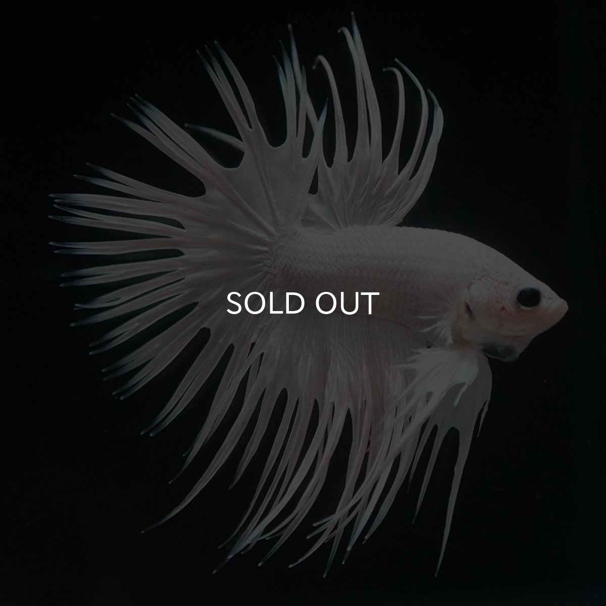 画像2: CT ホワイト (2)