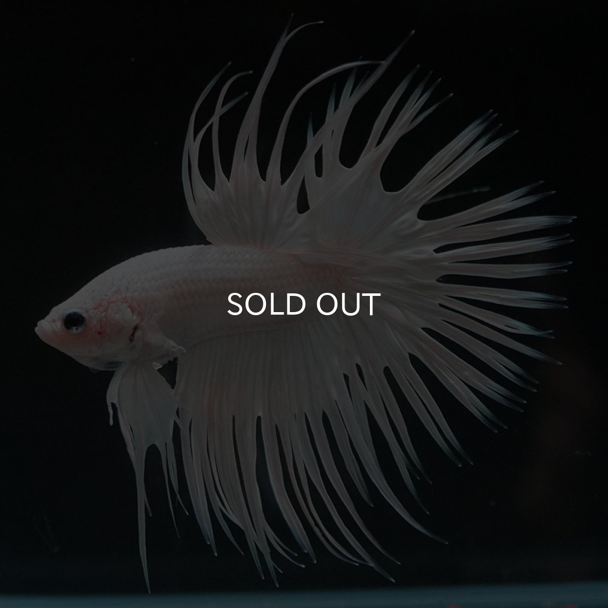 画像6: CT ホワイト (6)