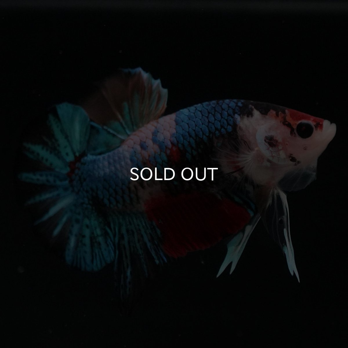 画像8: HMPK　キャンディギャラクシー (8)