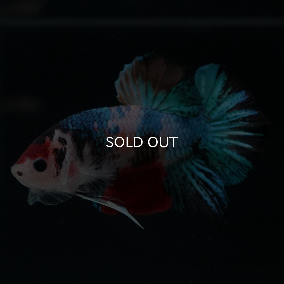 画像9: HMPK　キャンディギャラクシー (9)