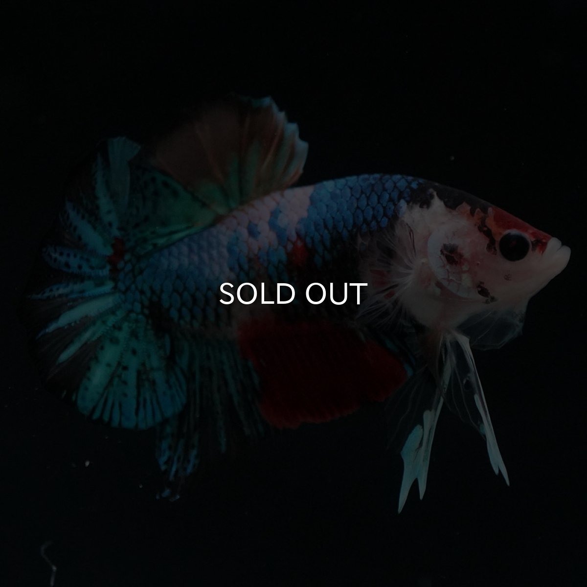 画像3: HMPK　キャンディギャラクシー (3)