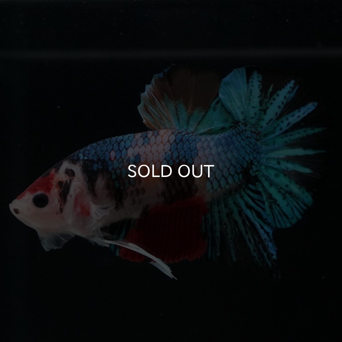 画像7: HMPK　キャンディギャラクシー (7)