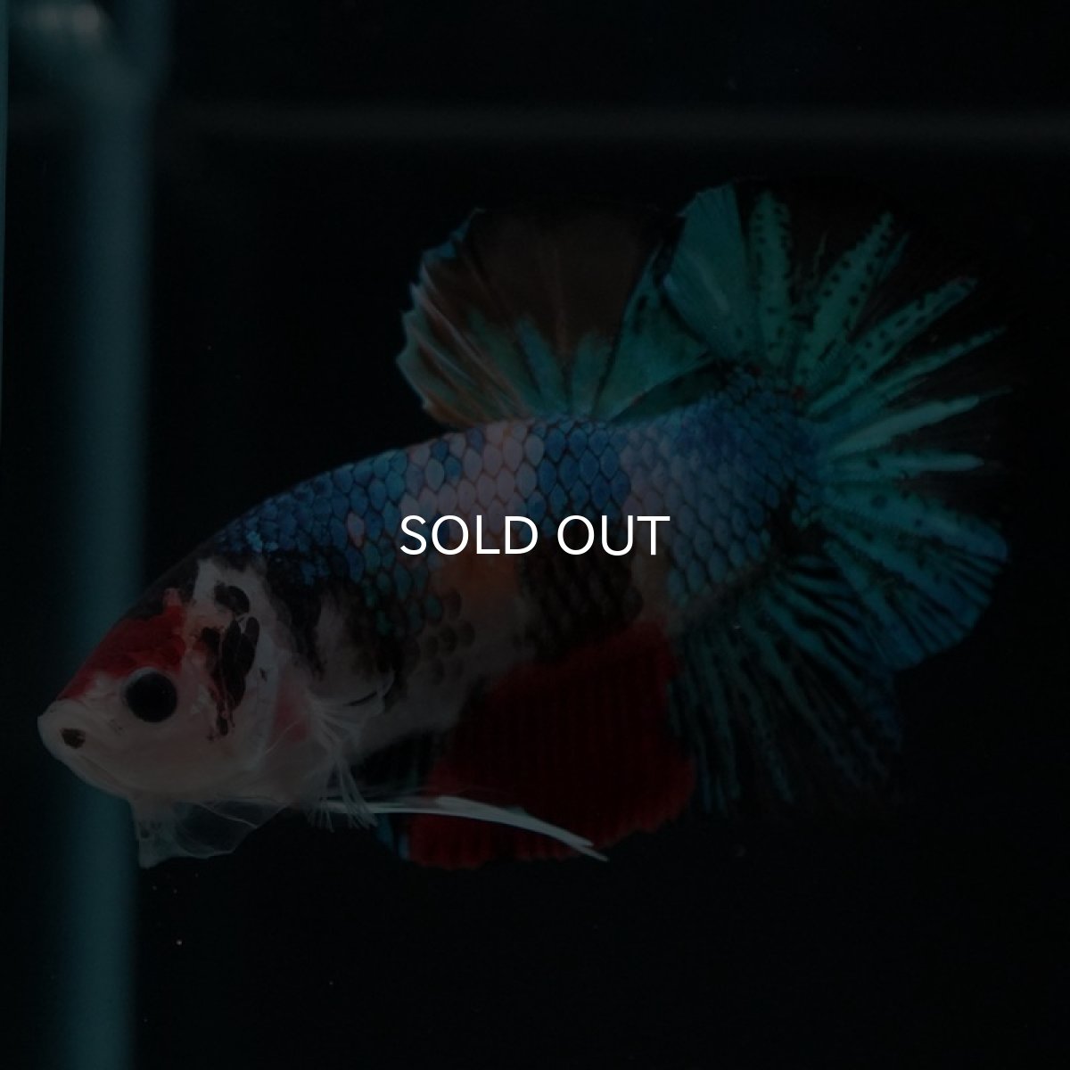 画像6: HMPK　キャンディギャラクシー (6)