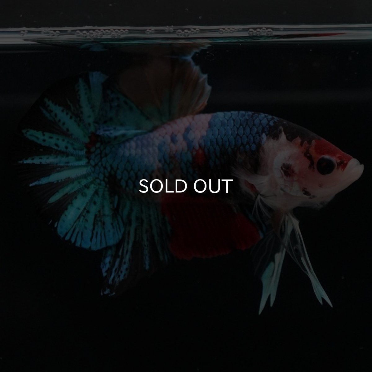 画像5: HMPK　キャンディギャラクシー (5)