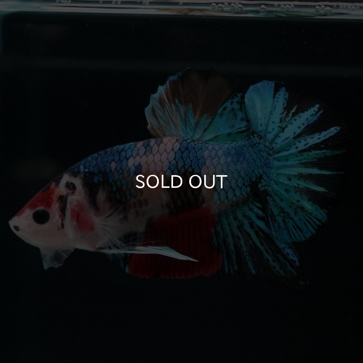 画像2: HMPK　キャンディギャラクシー (2)