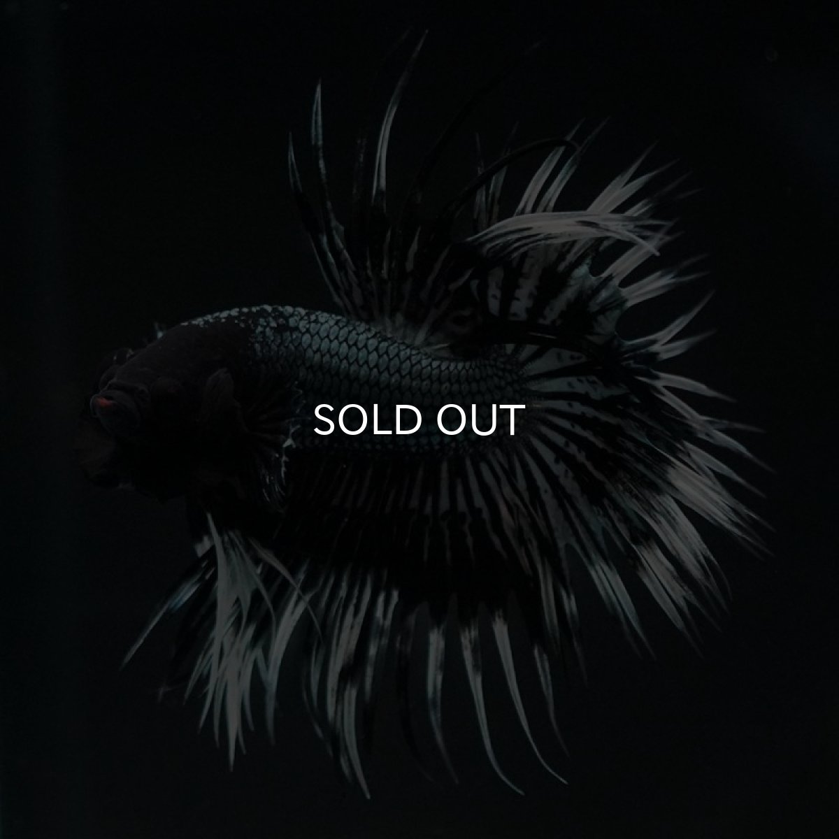 画像5: CT ブラックカッパーバタフライ (5)