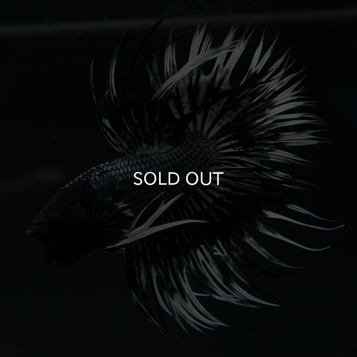 画像9: CT ブラックカッパーバタフライ (9)