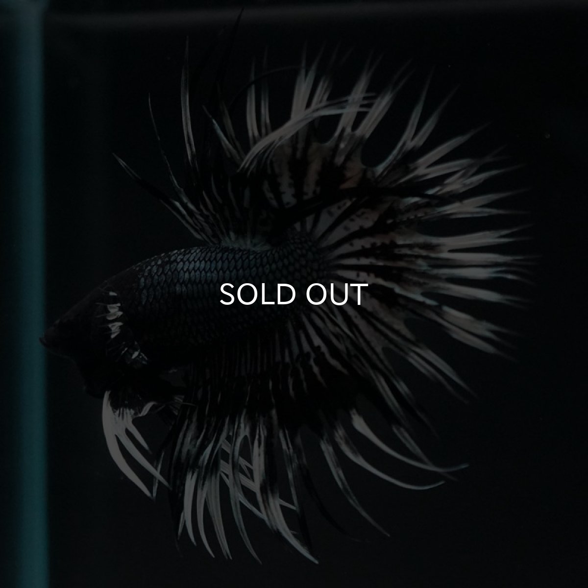 画像7: CT ブラックカッパーバタフライ (7)