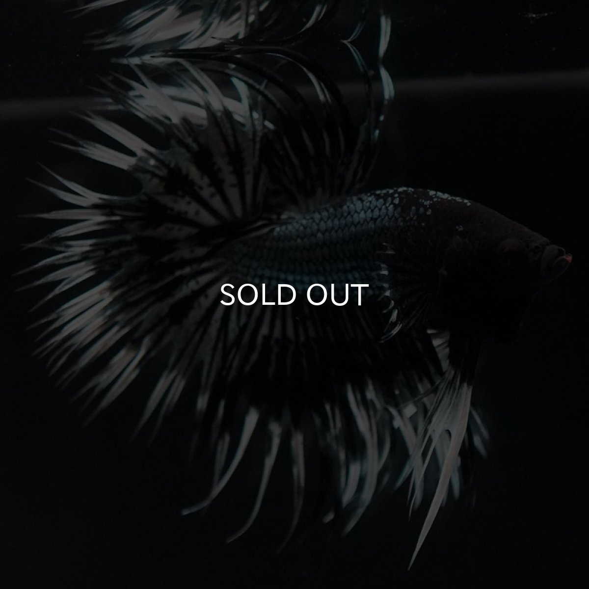 画像8: CT ブラックカッパーバタフライ (8)