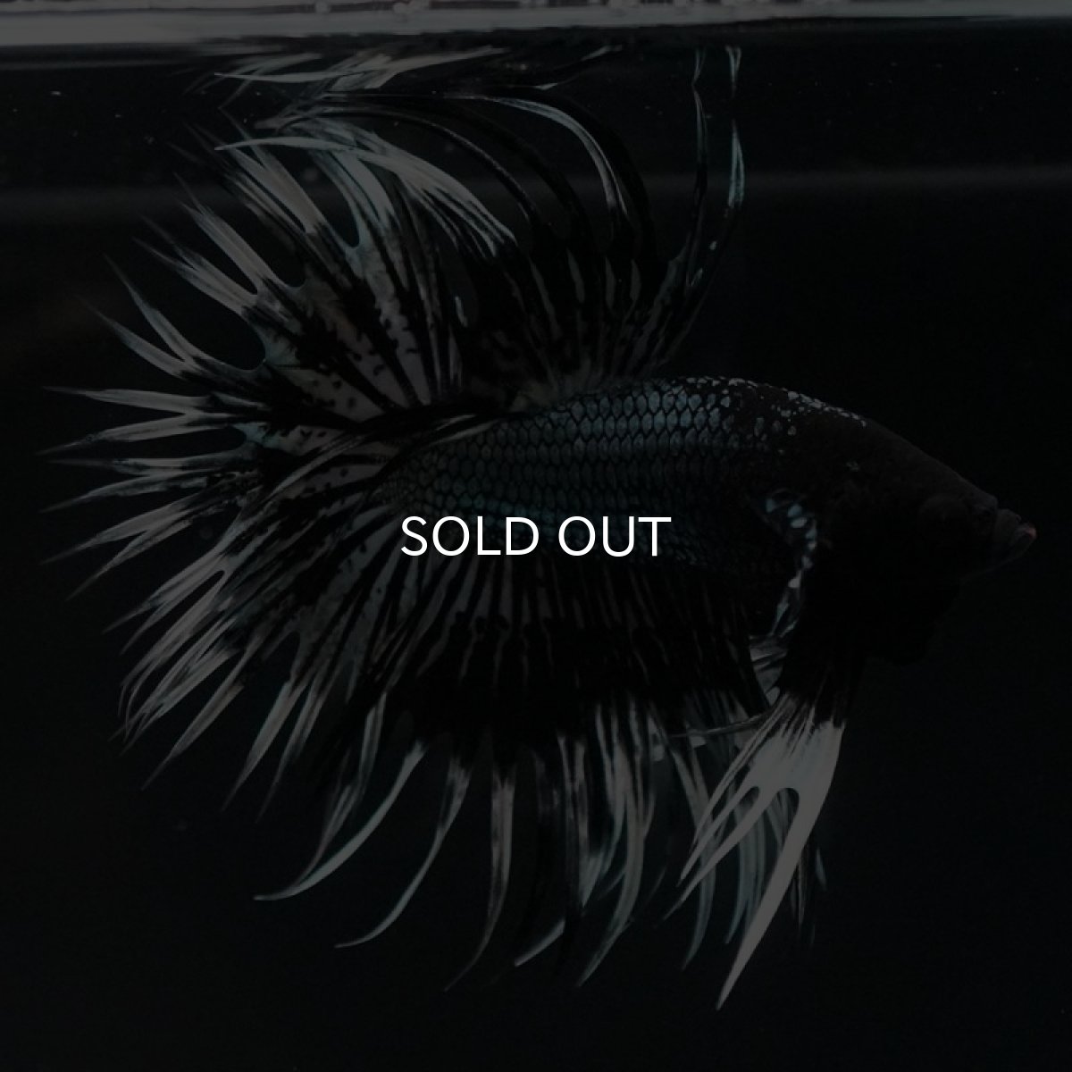 画像3: CT ブラックカッパーバタフライ (3)