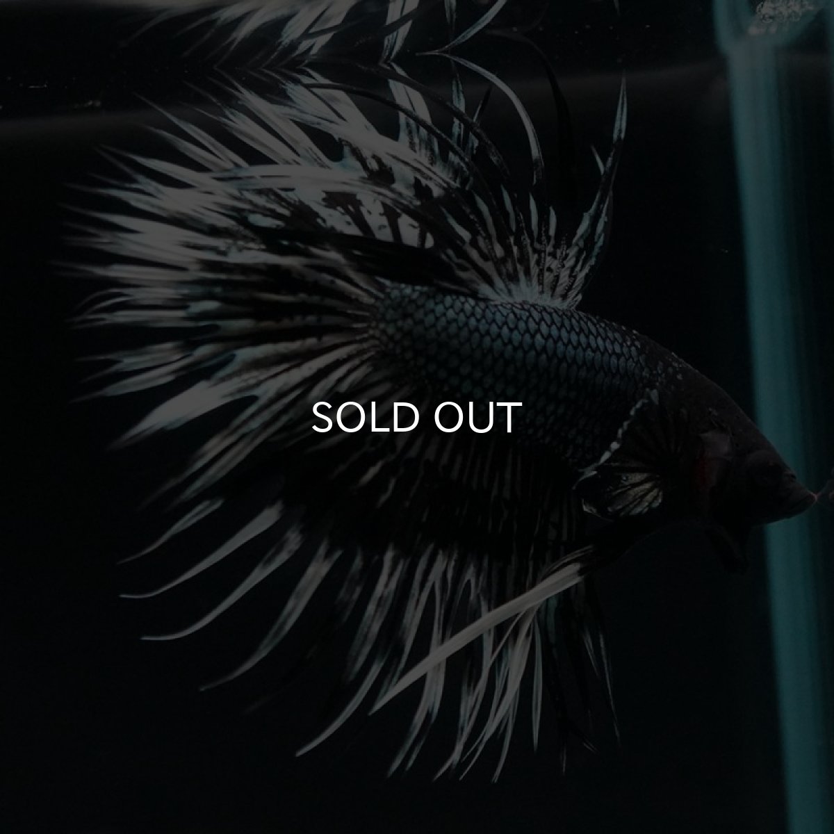 画像6: CT ブラックカッパーバタフライ (6)