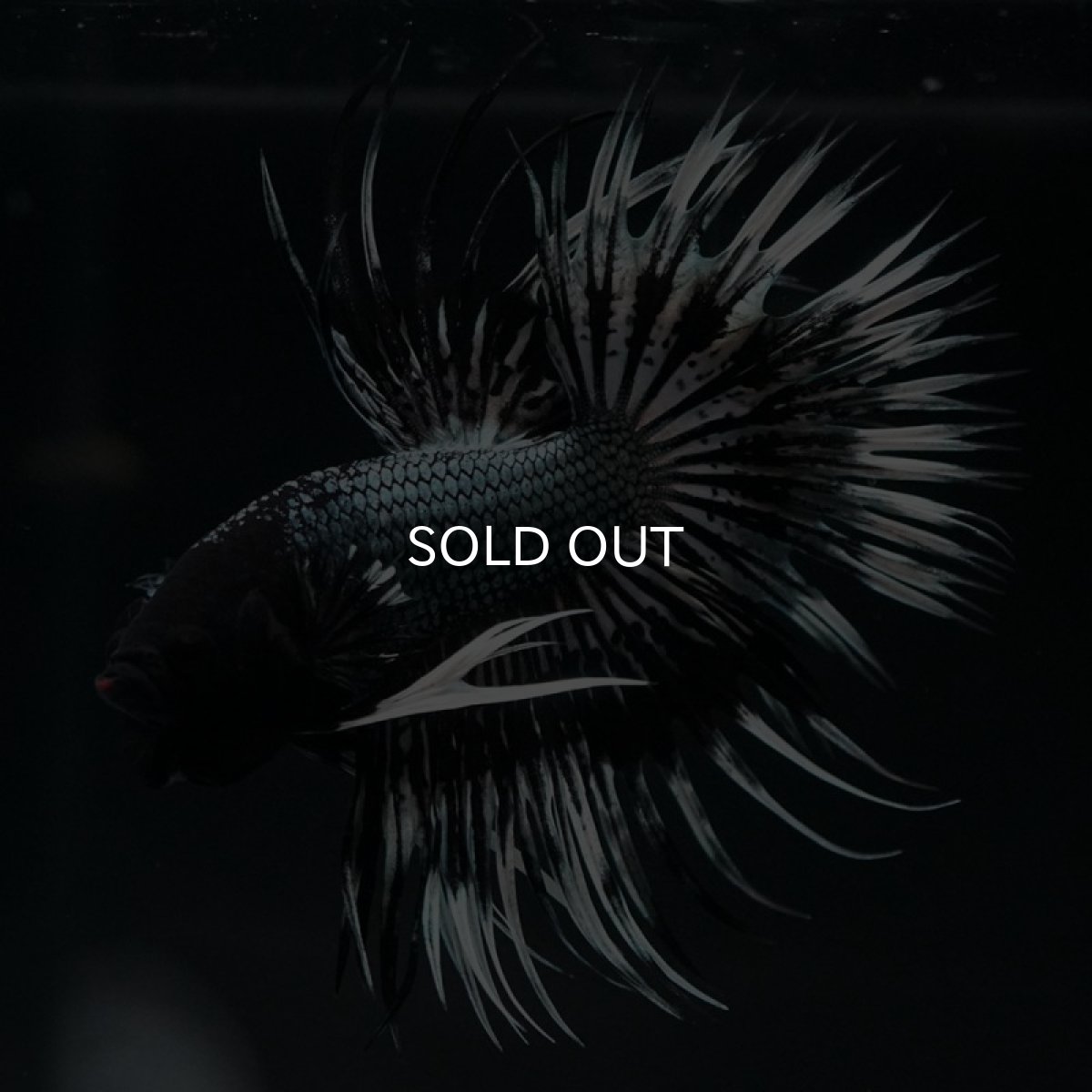 画像2: CT ブラックカッパーバタフライ (2)