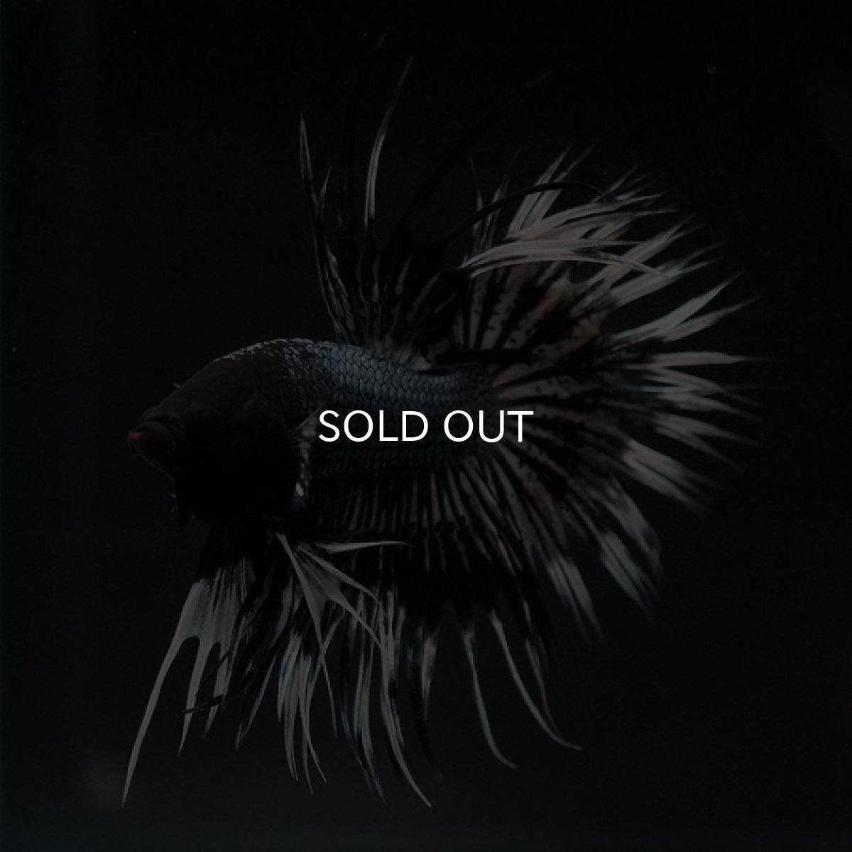 画像4: CT ブラックカッパーバタフライ (4)