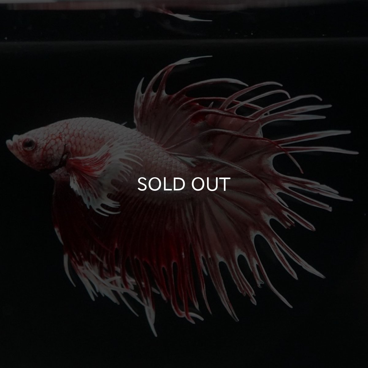 画像8: CTダンボ ファンシーレッド (8)