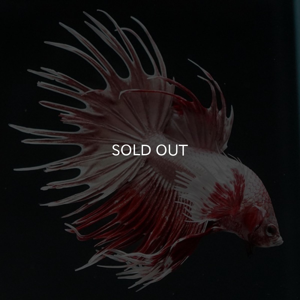 画像7: CTダンボ ファンシーレッド (7)