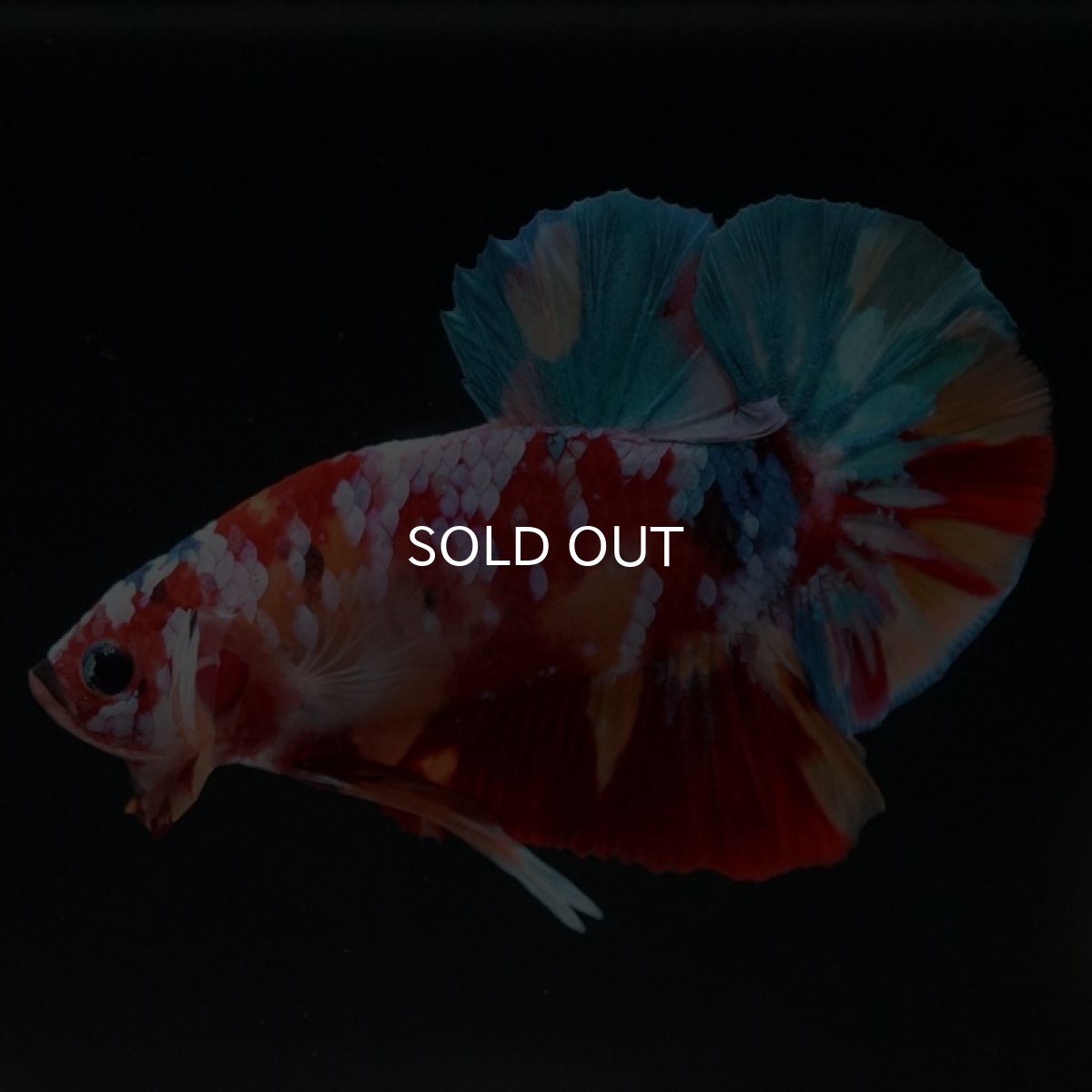 画像6: HMPK　キャンディギャラクシー (6)