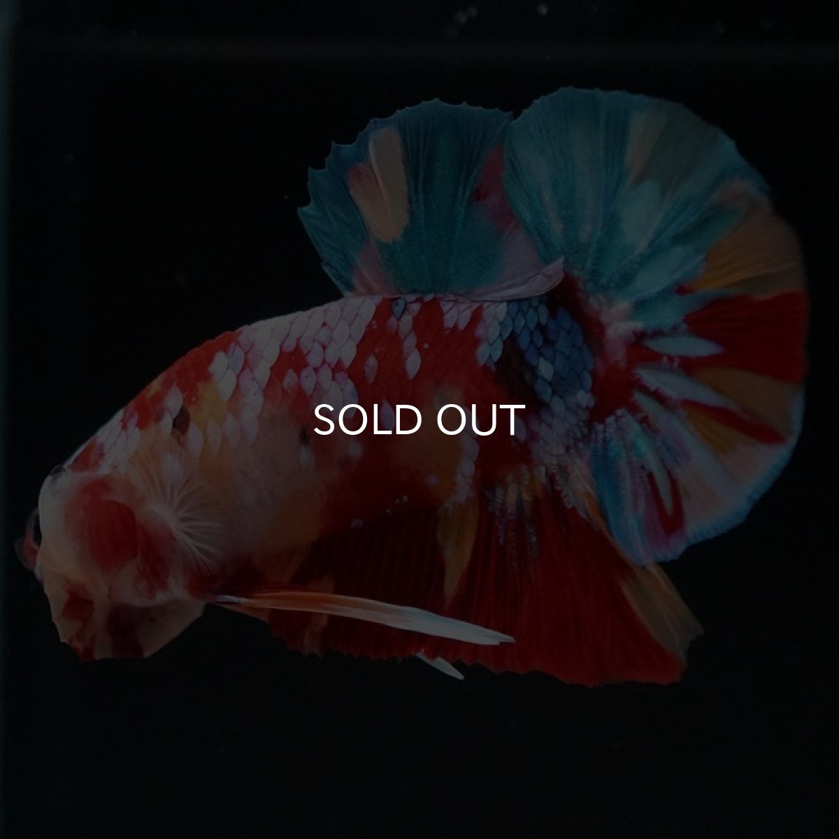 画像5: HMPK　キャンディギャラクシー (5)