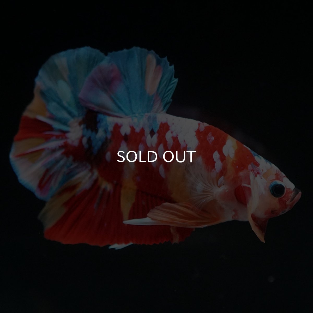 画像2: HMPK　キャンディギャラクシー (2)