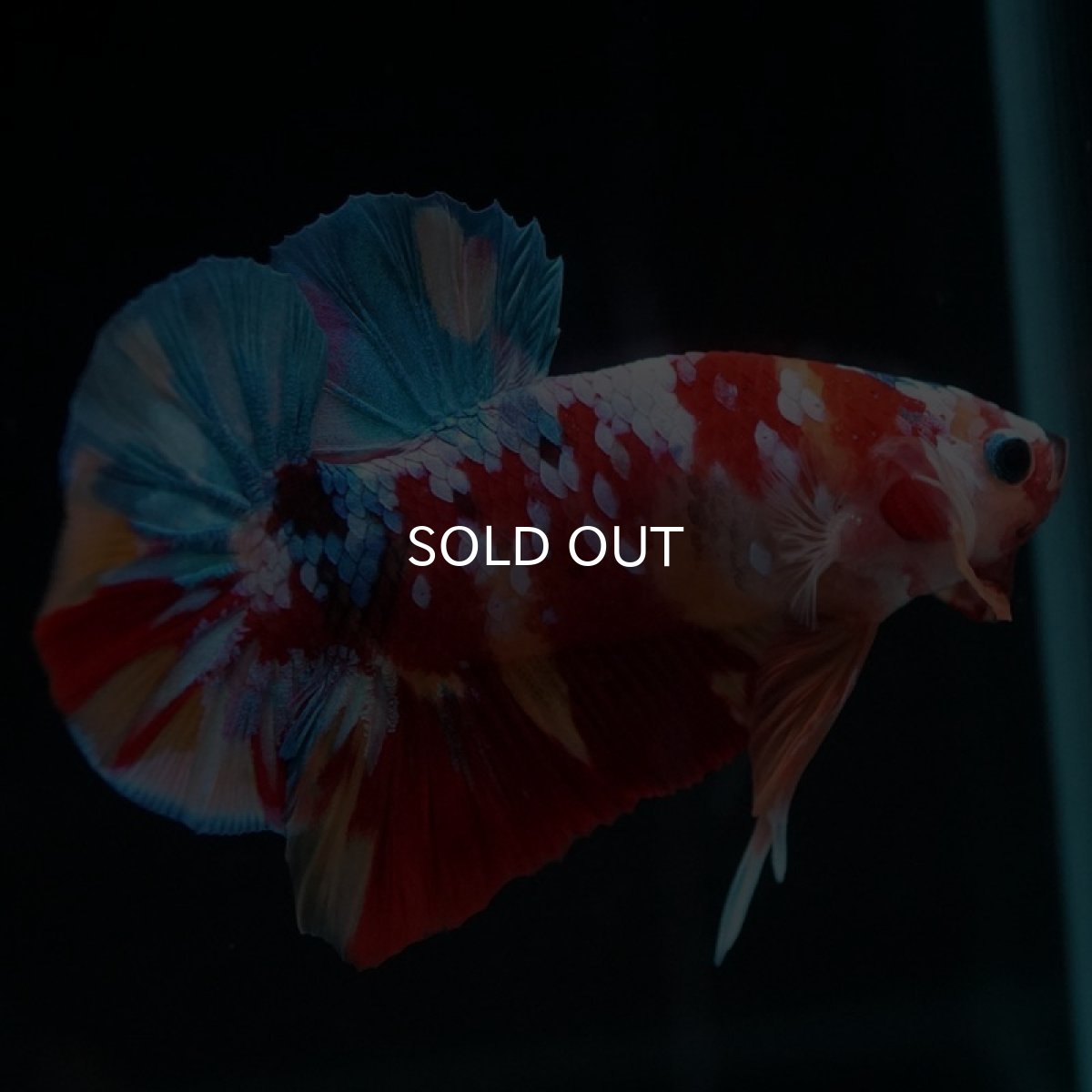 画像4: HMPK　キャンディギャラクシー (4)