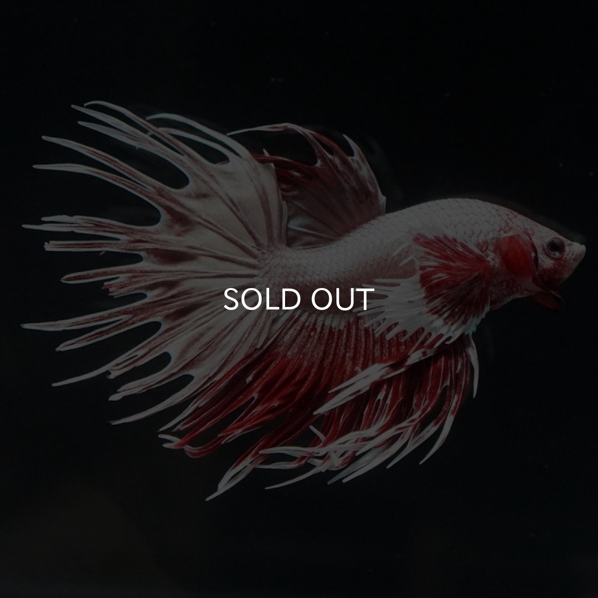 画像6: CTダンボ ファンシーレッド (6)