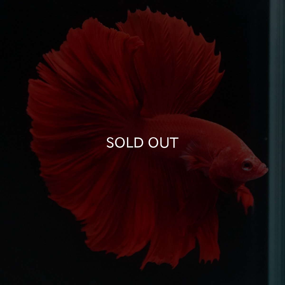 画像3: HM　ソリッドレッド　ローズテール (3)