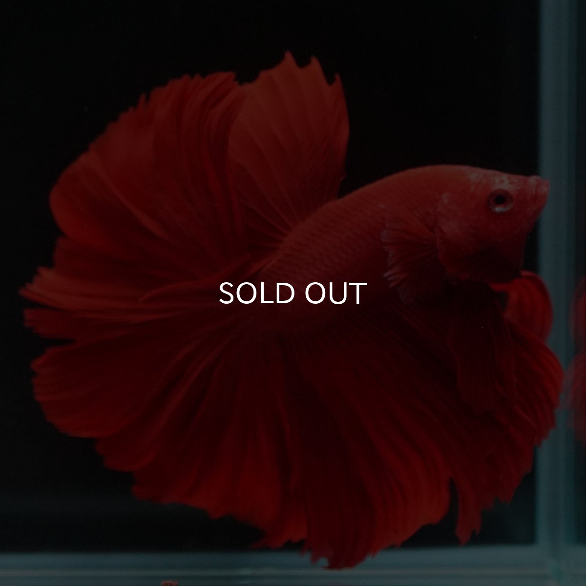 画像7: HM　ソリッドレッド　ローズテール (7)