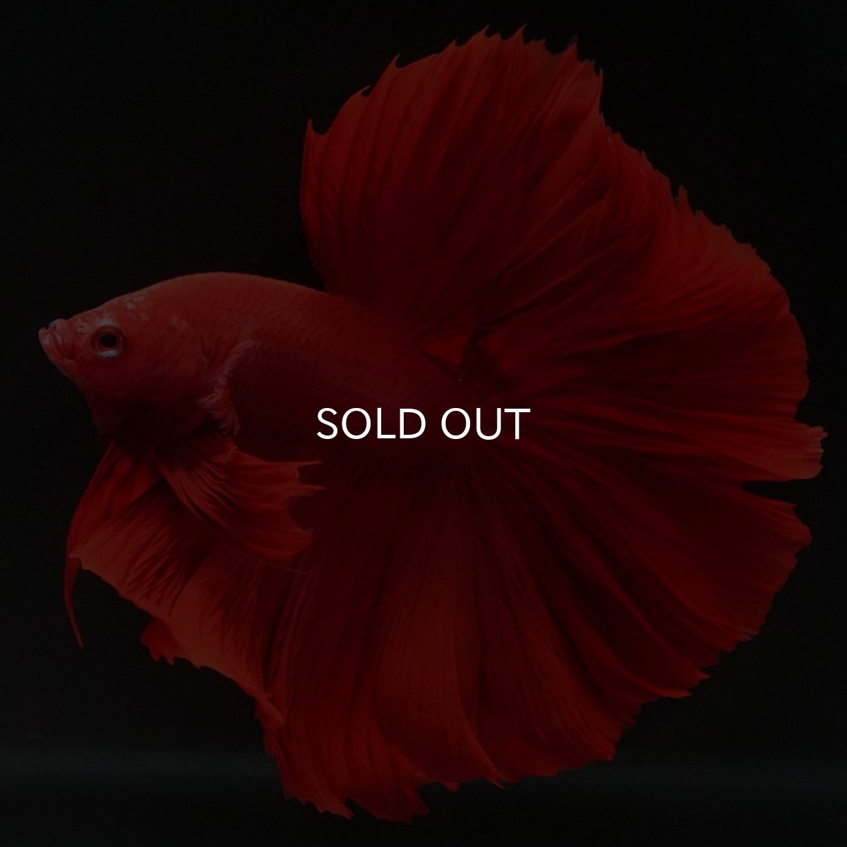 画像2: HM　ソリッドレッド　ローズテール (2)