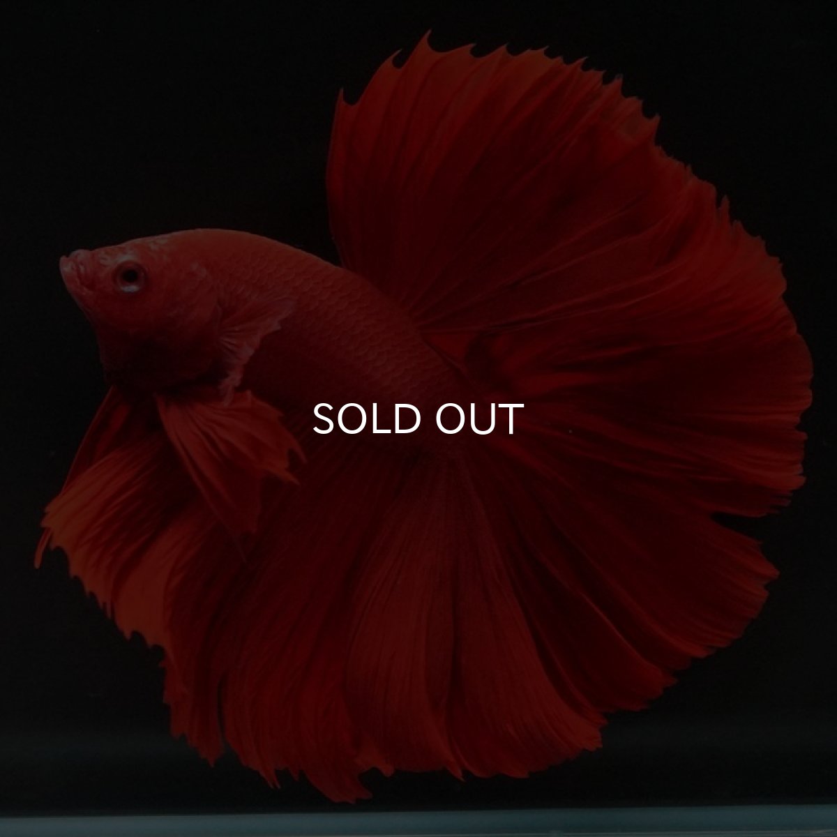 画像4: HM　ソリッドレッド　ローズテール (4)