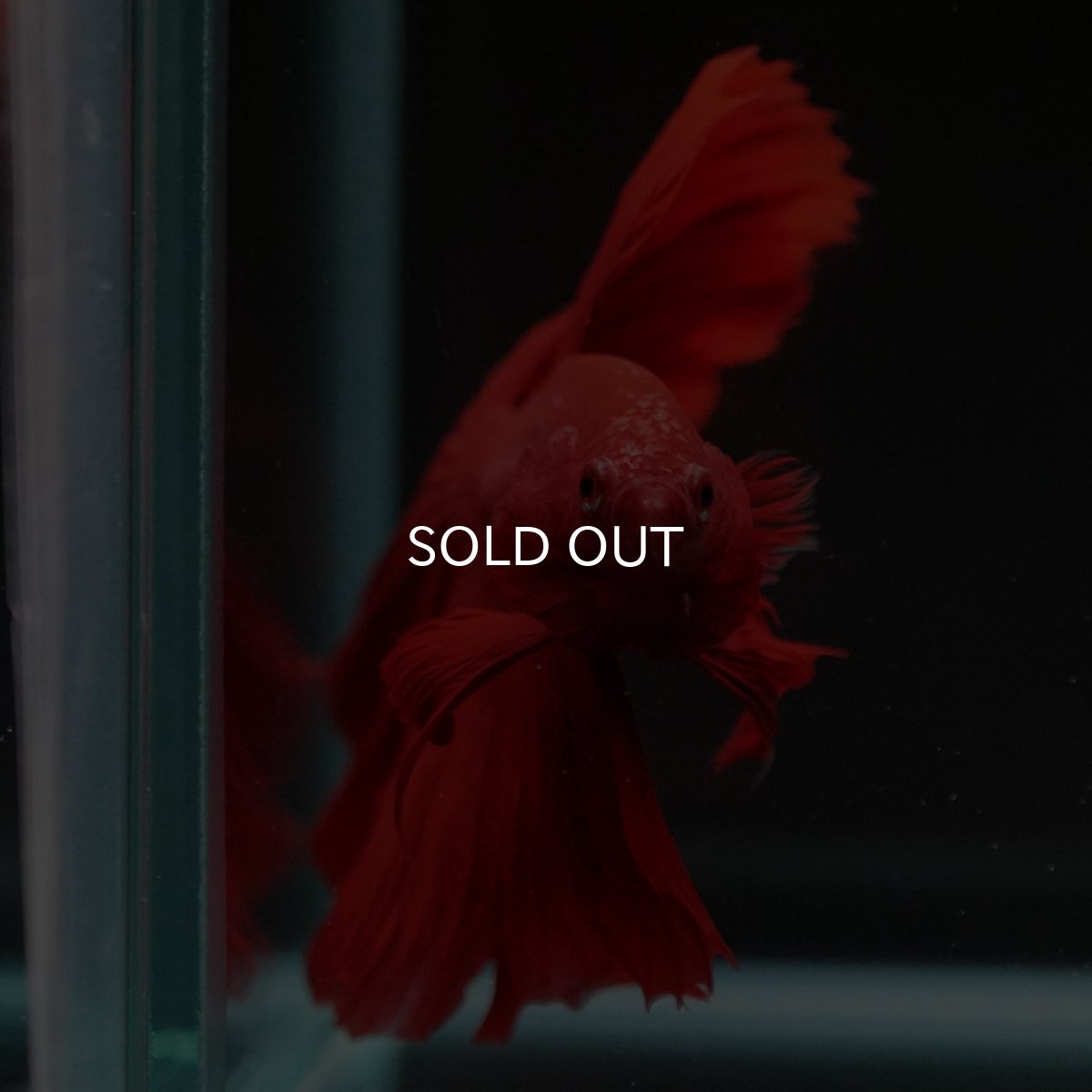 画像6: HM　ソリッドレッド　ローズテール (6)