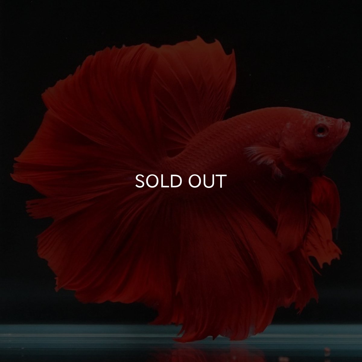 画像5: HM　ソリッドレッド　ローズテール (5)