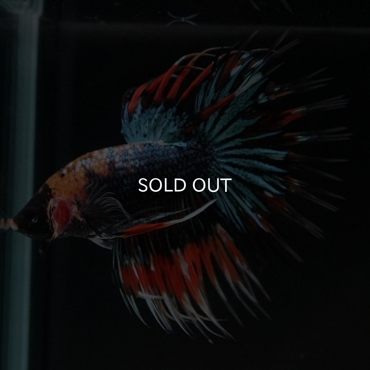 画像7: CT ファンシー (7)