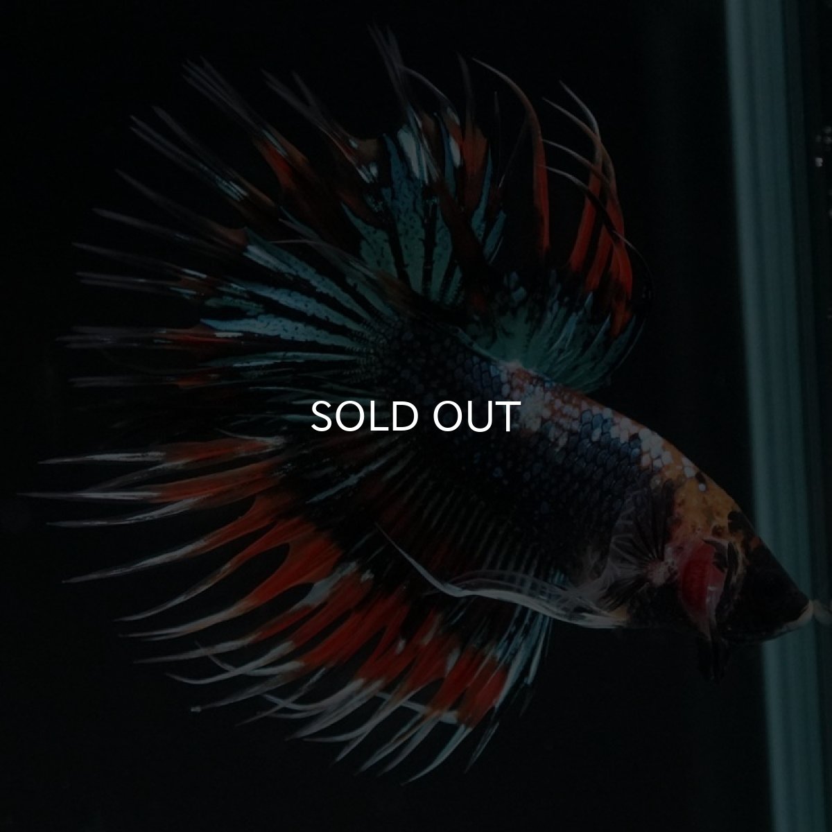 画像8: CT ファンシー (8)