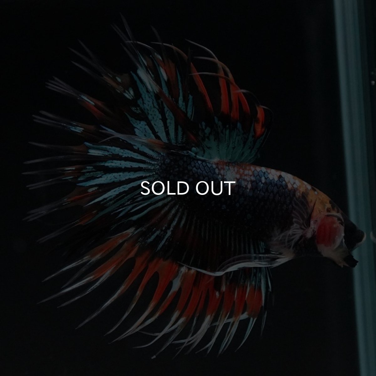 画像6: CT ファンシー (6)