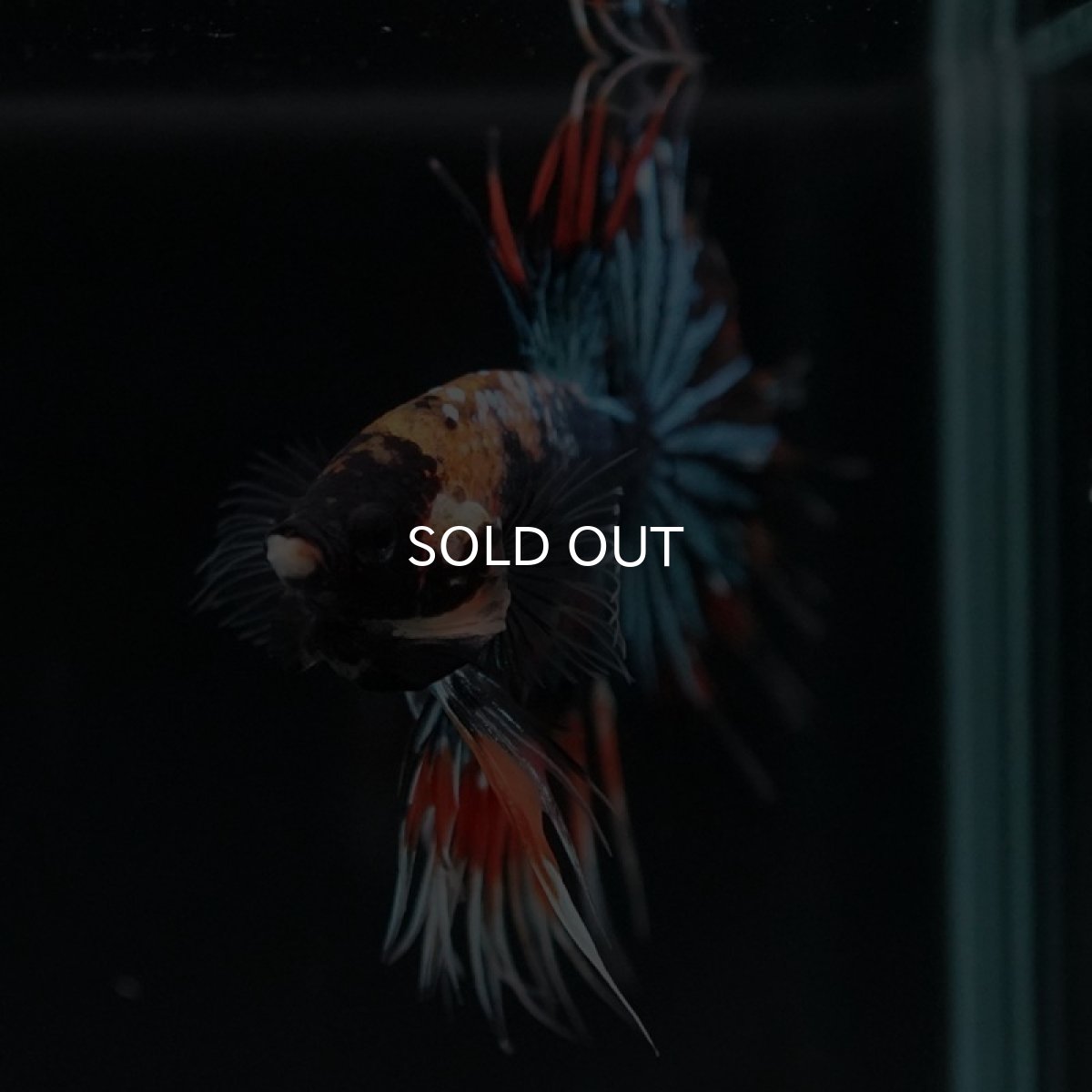 画像3: CT ファンシー (3)