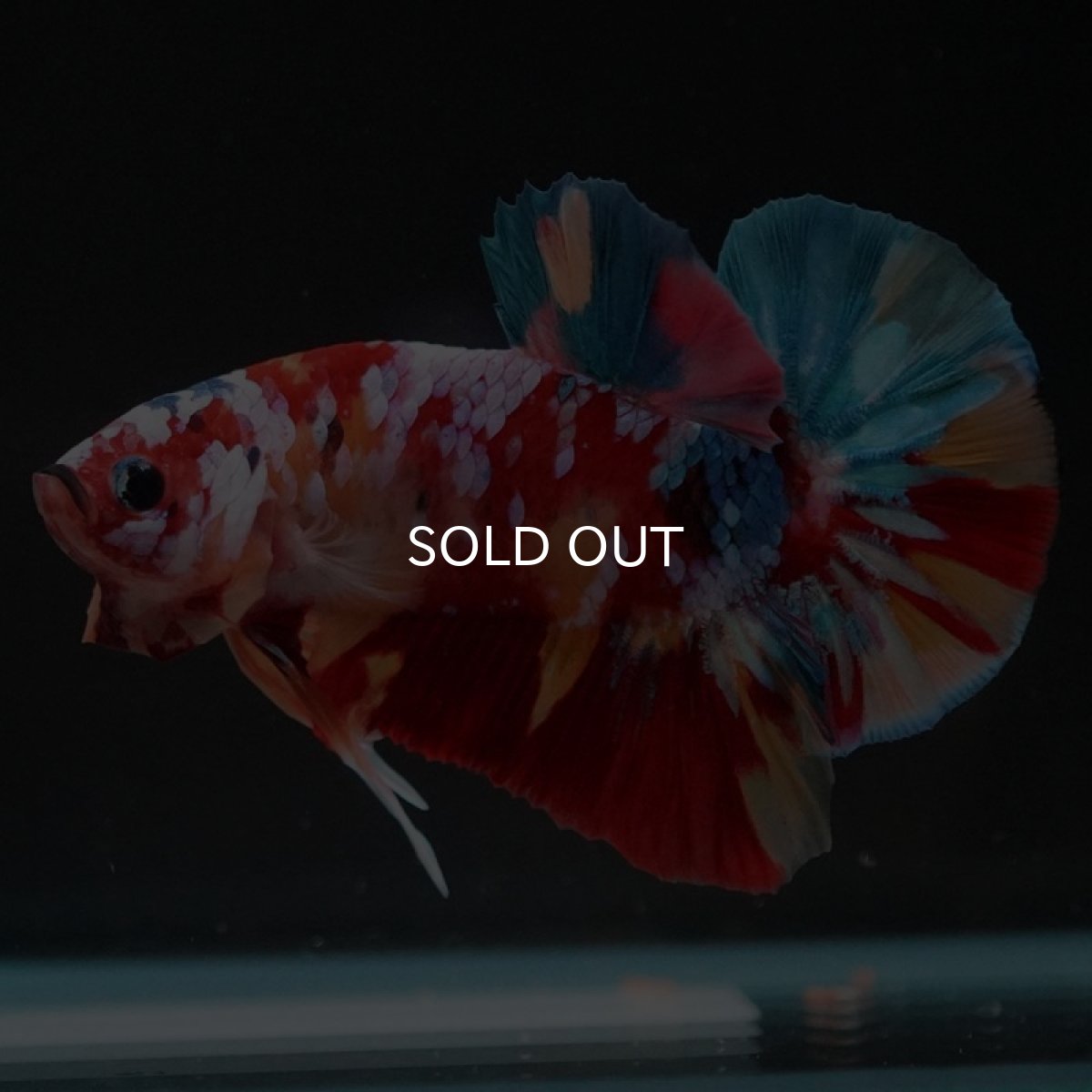 画像3: HMPK　キャンディギャラクシー (3)