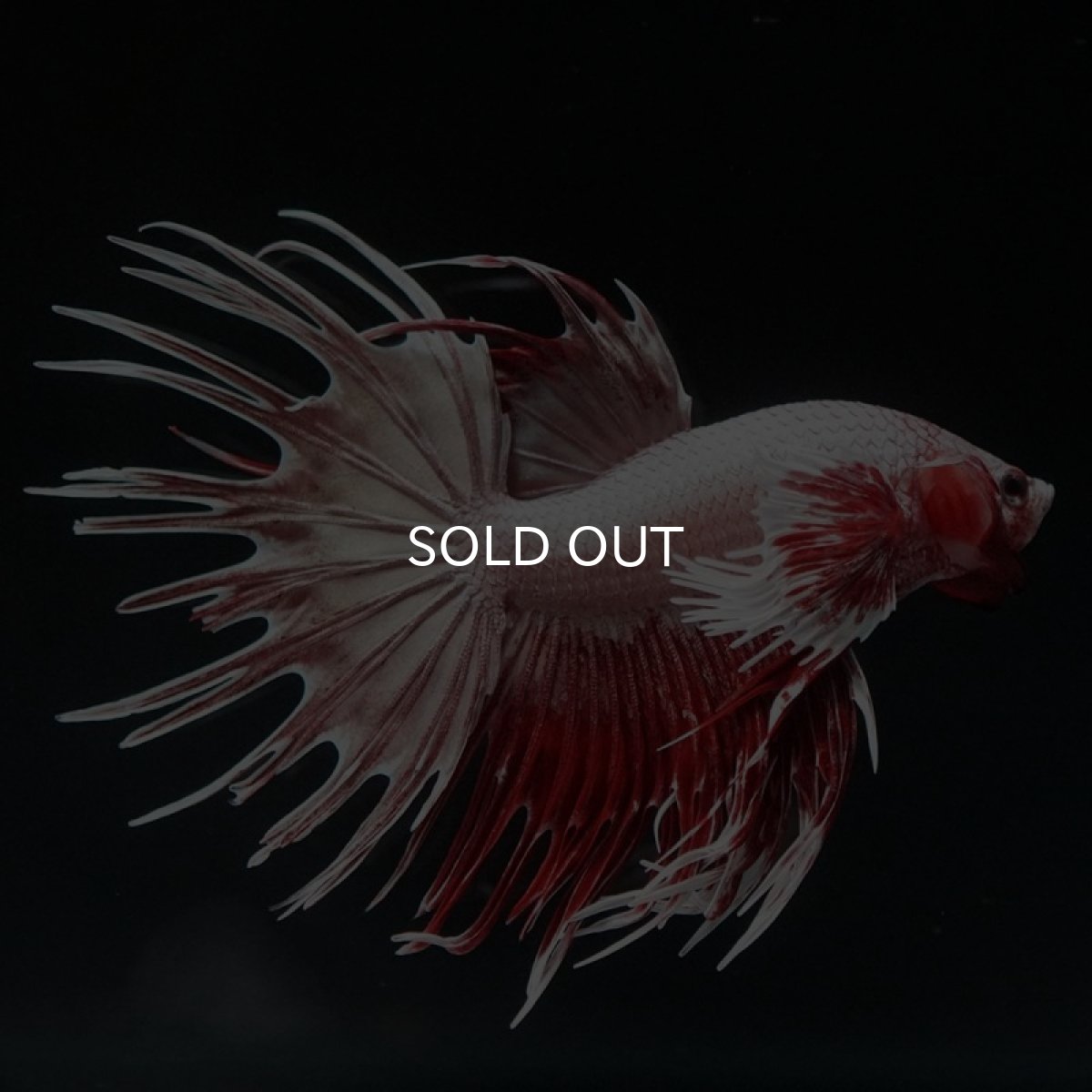 画像5: CTダンボ ファンシーレッド (5)