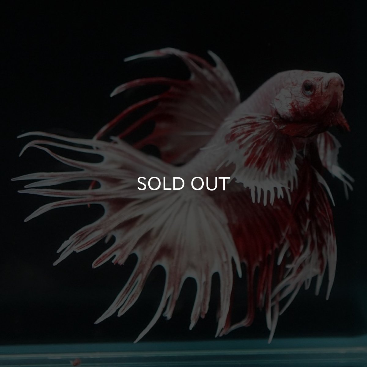 画像4: CTダンボ ファンシーレッド (4)