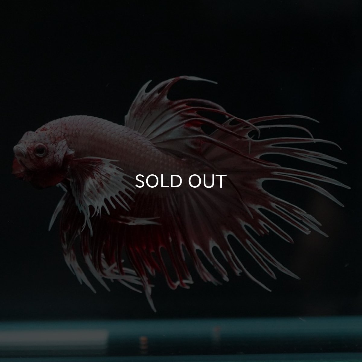 画像3: CTダンボ ファンシーレッド (3)