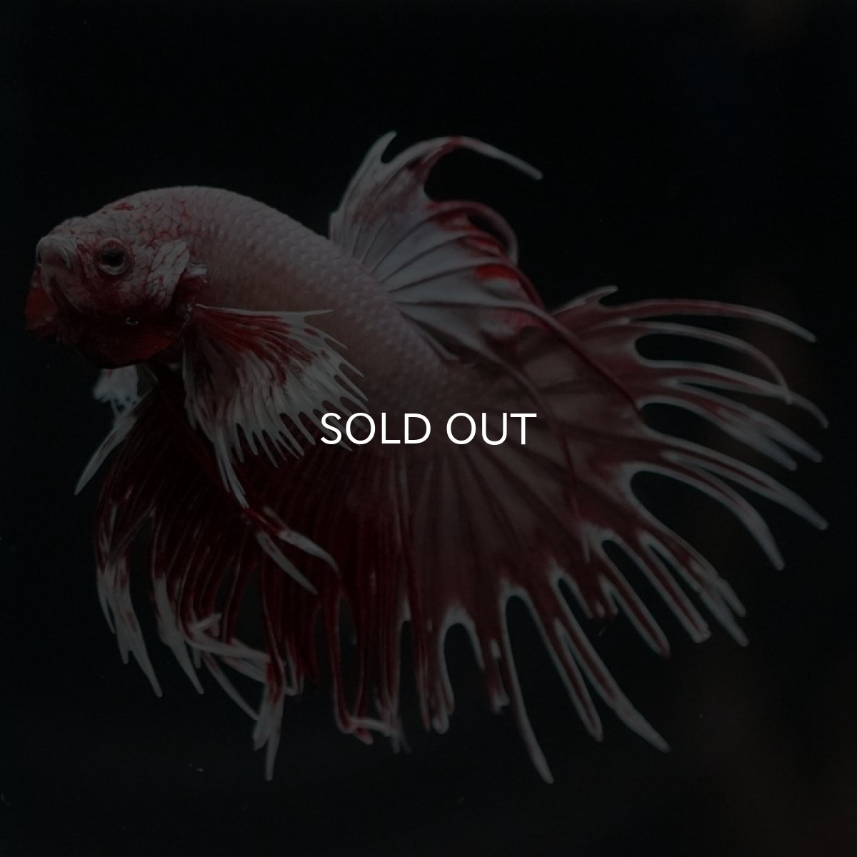 画像2: CTダンボ ファンシーレッド (2)