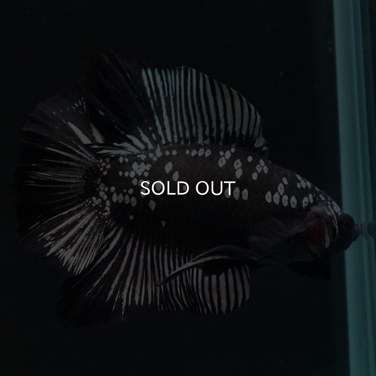 画像8: DTPK ブラックカッパーギャラクシー (8)