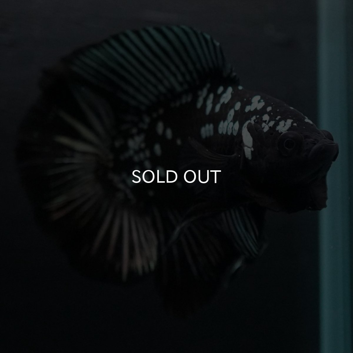 画像7: DTPK ブラックカッパーギャラクシー (7)