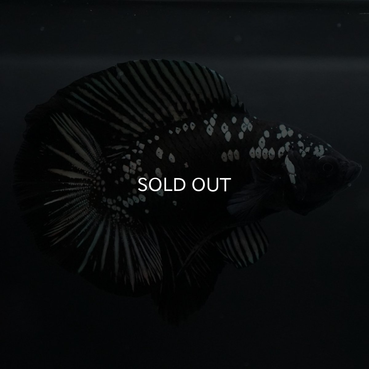 画像6: DTPK ブラックカッパーギャラクシー (6)