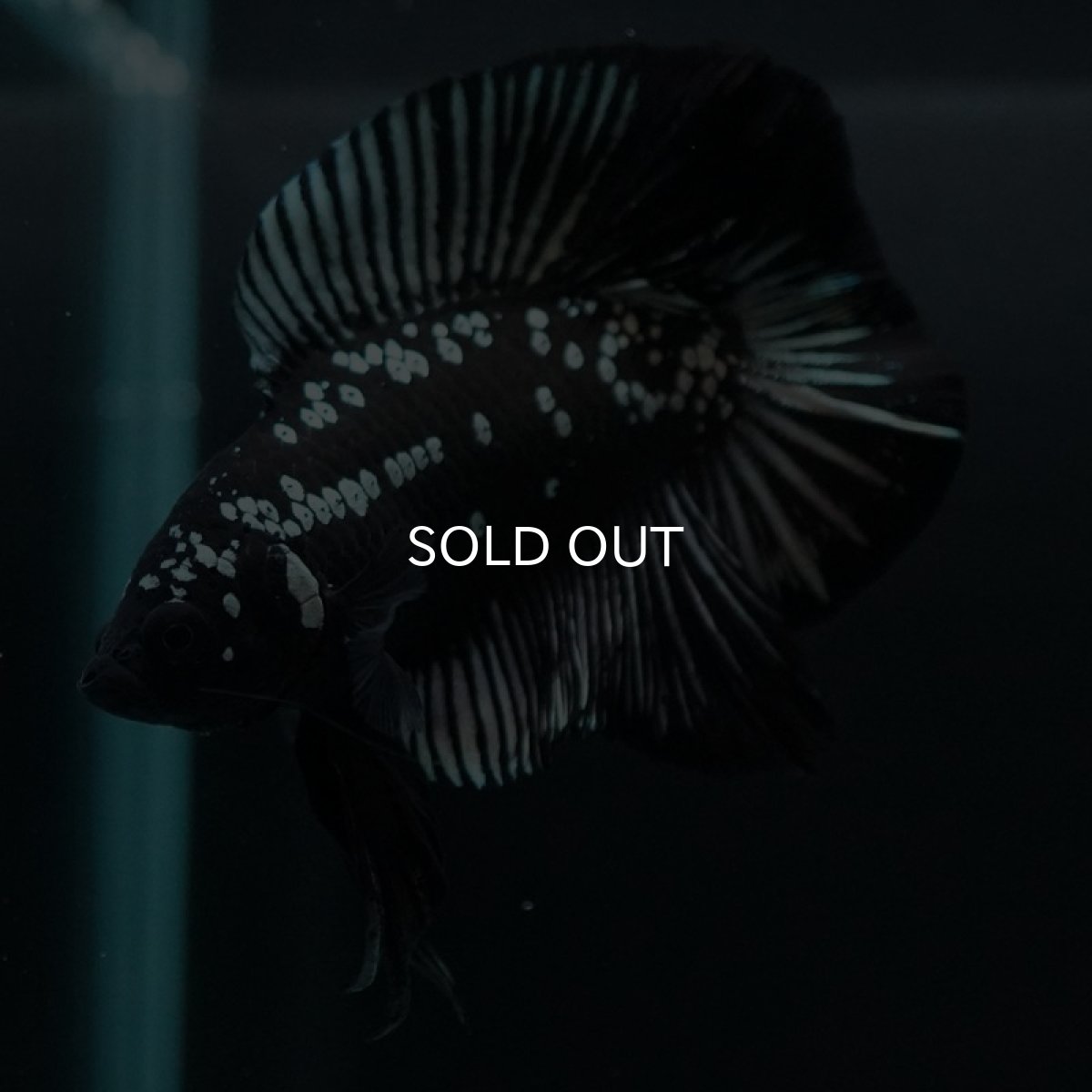 画像4: DTPK ブラックカッパーギャラクシー (4)