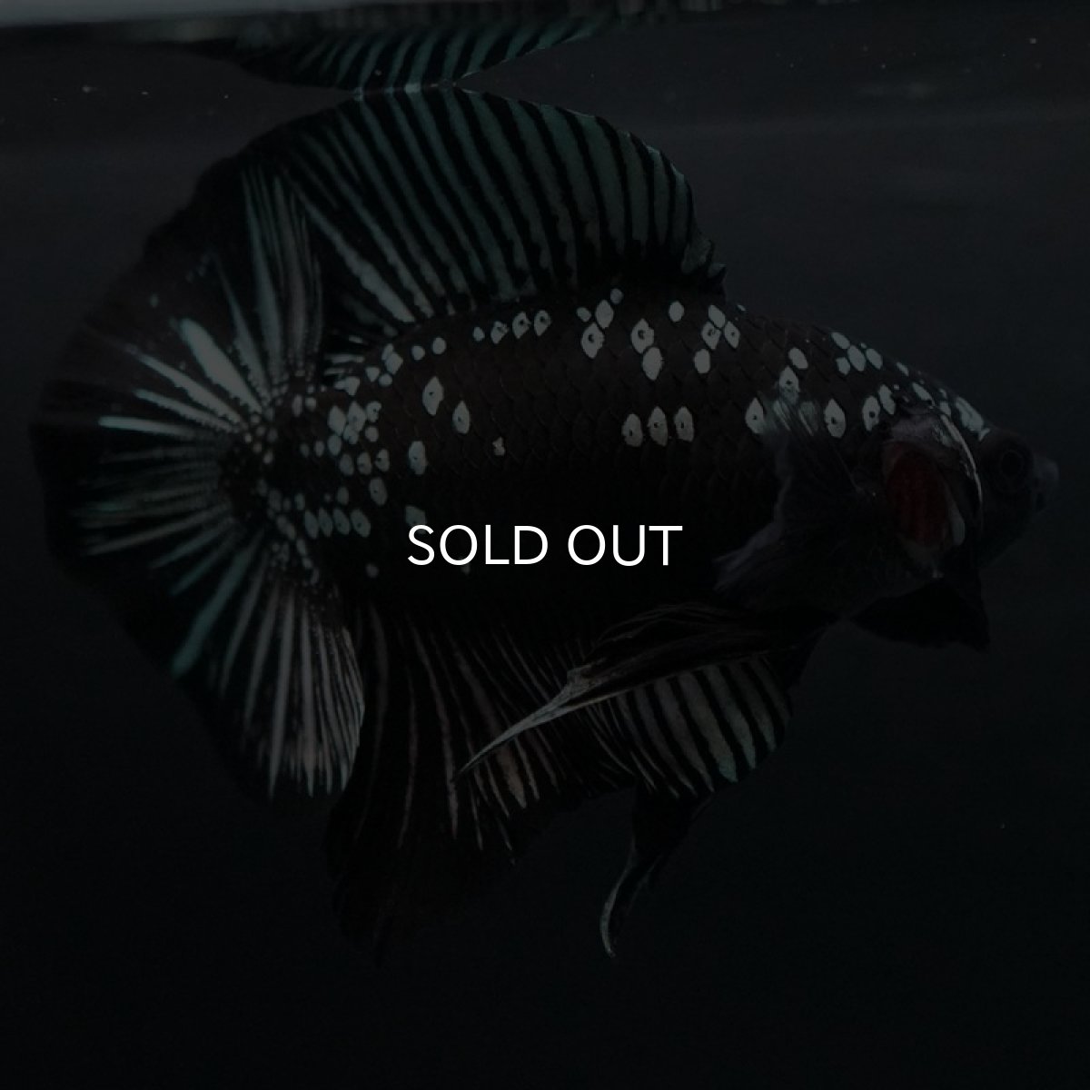 画像5: DTPK ブラックカッパーギャラクシー (5)