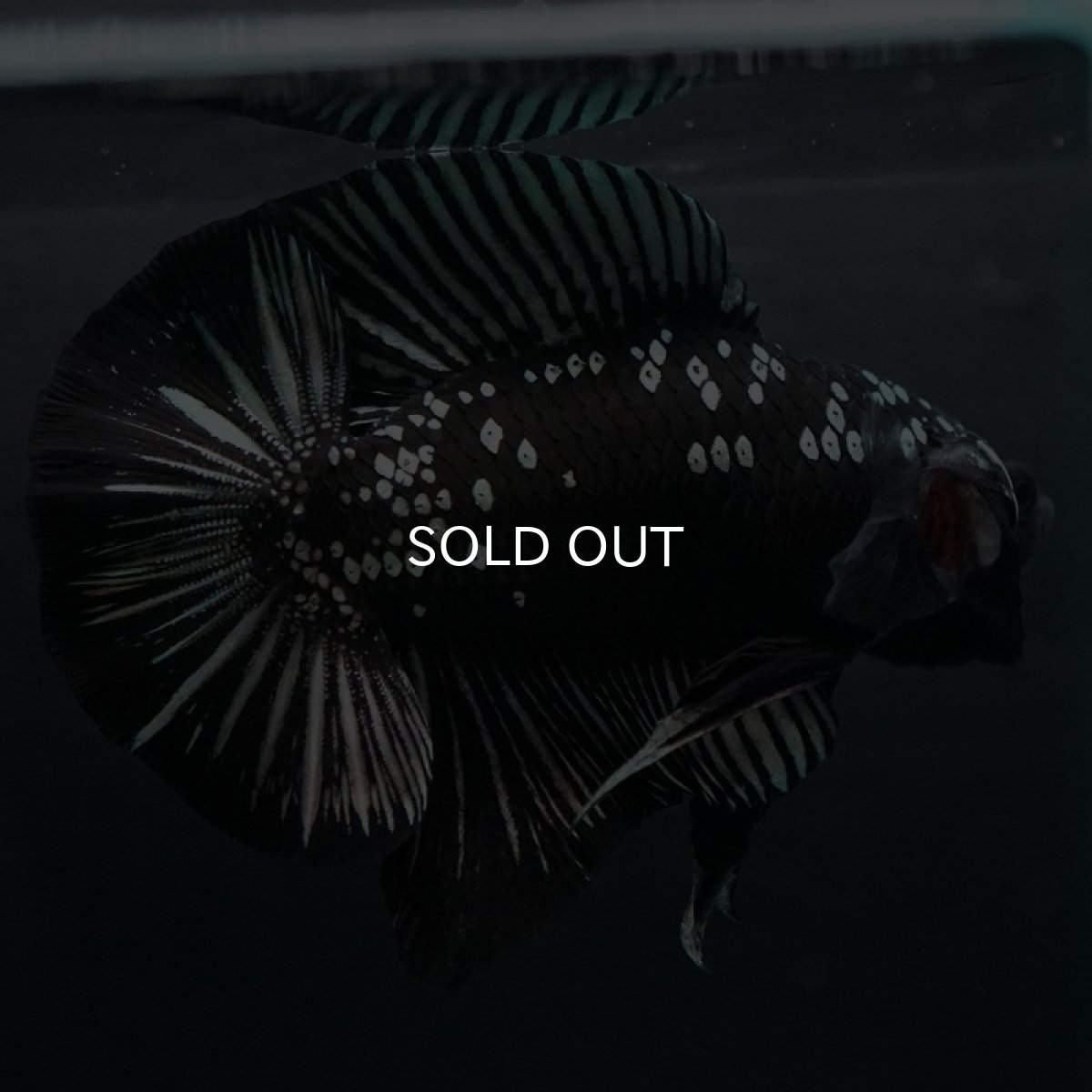 画像3: DTPK ブラックカッパーギャラクシー (3)