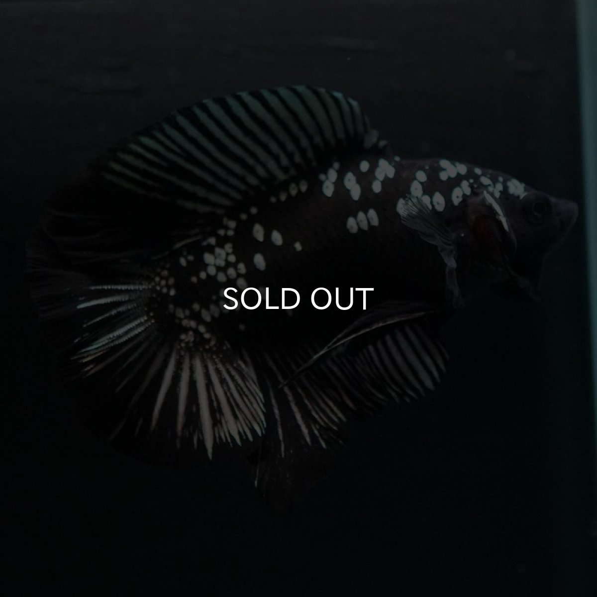 画像2: DTPK ブラックカッパーギャラクシー (2)