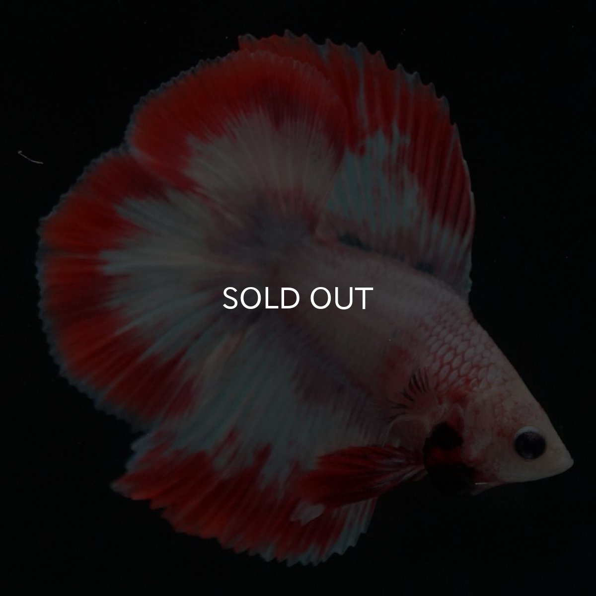 画像2: FM レッドファンシー (2)