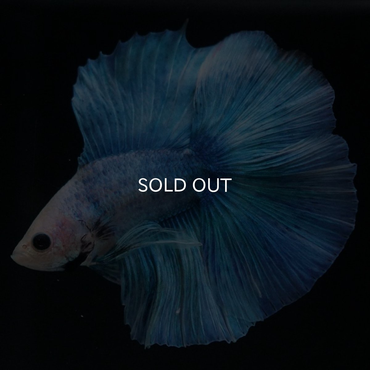 画像2: FM ブルーグリッセル (2)