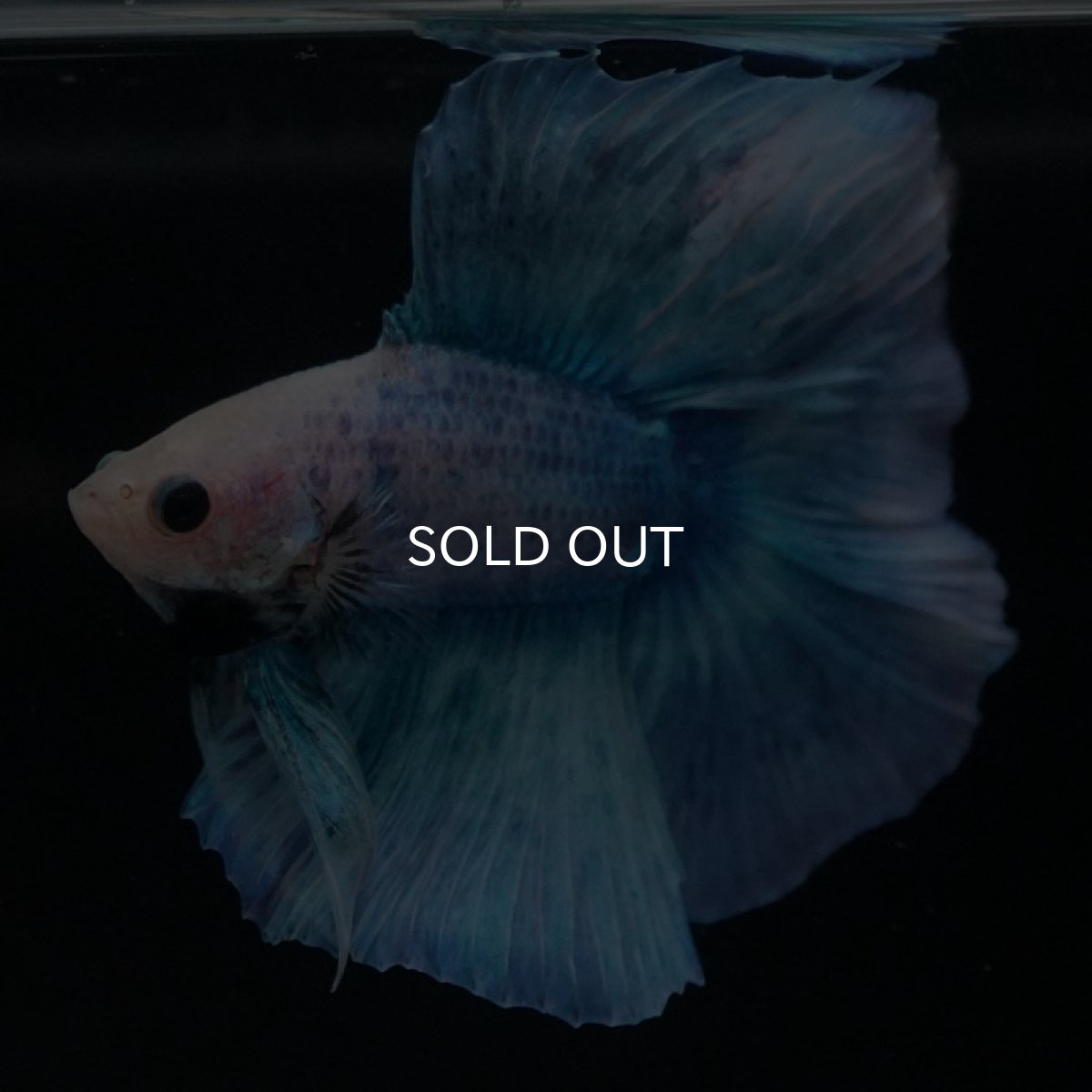 画像6: FM ブルーグリッセル (6)