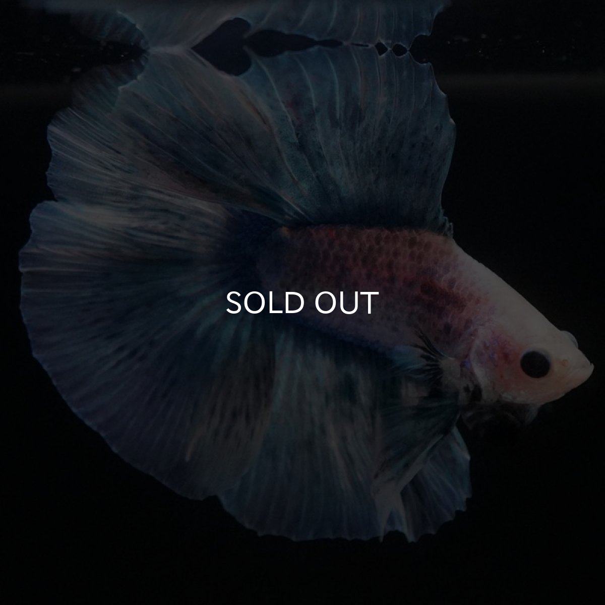 画像5: FM ブルーグリッセル (5)